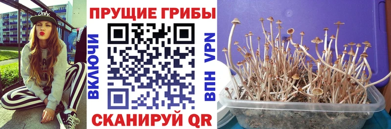 Псилоцибиновые грибы Psilocybe  Верхний Тагил 
